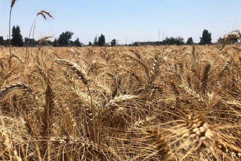 Ai Cập cấm xuất khẩu ba tháng đối với dầu ăn, ngô, lúa mì